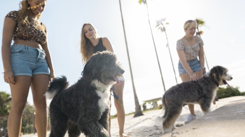 Animal Studies Pre-College at Eckerd