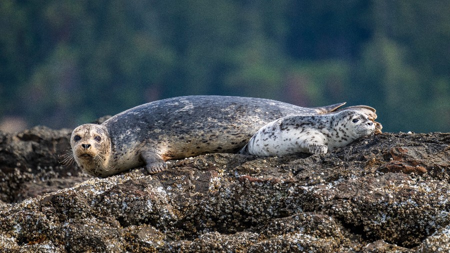 Breakwater Expeditions: Ocean Odyssey Kayaking Trip