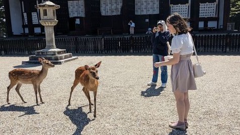 CIEE Gap Year in Kyoto, Japan: Japanese Language & Culture