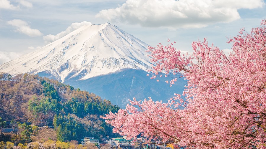 East Asian Odyssey with EF: 12-Week Gap Semester (Seoul and Tokyo)