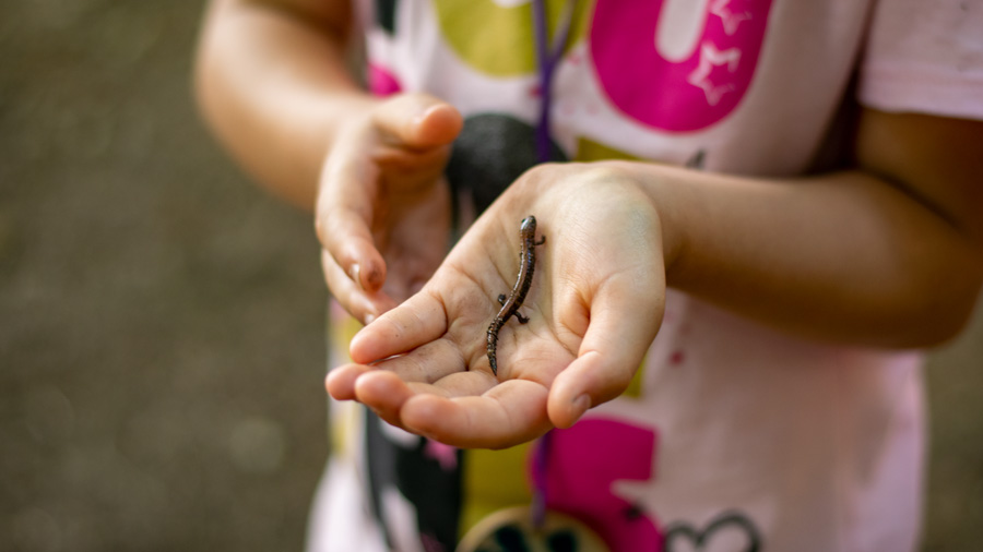 Mass Audubon: Wildwood Camp