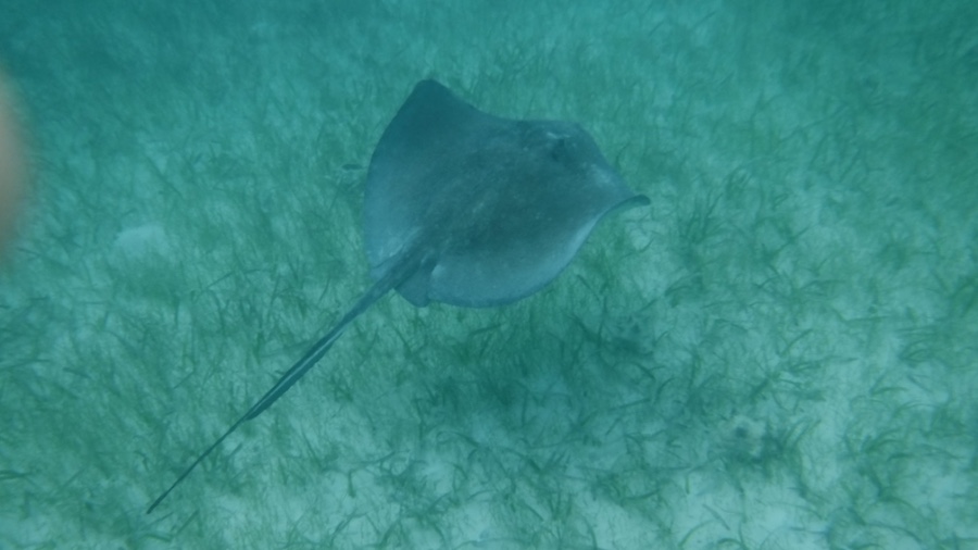 Sea Star Explorations