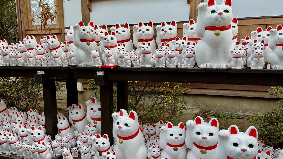 Sea Star Explorations