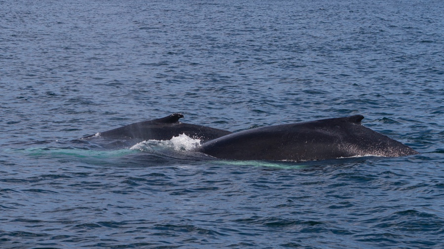 Sea Star Explorations