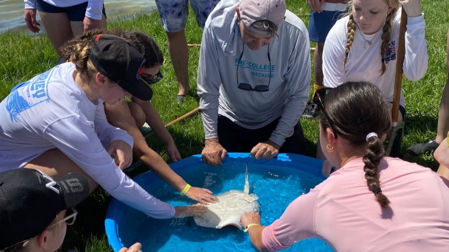 Sharks and Rays Pre-College at Eckerd