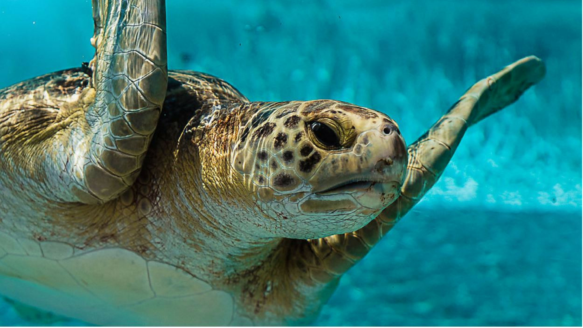 Community Service Organization: Wildlife Volunteer Programs at the
